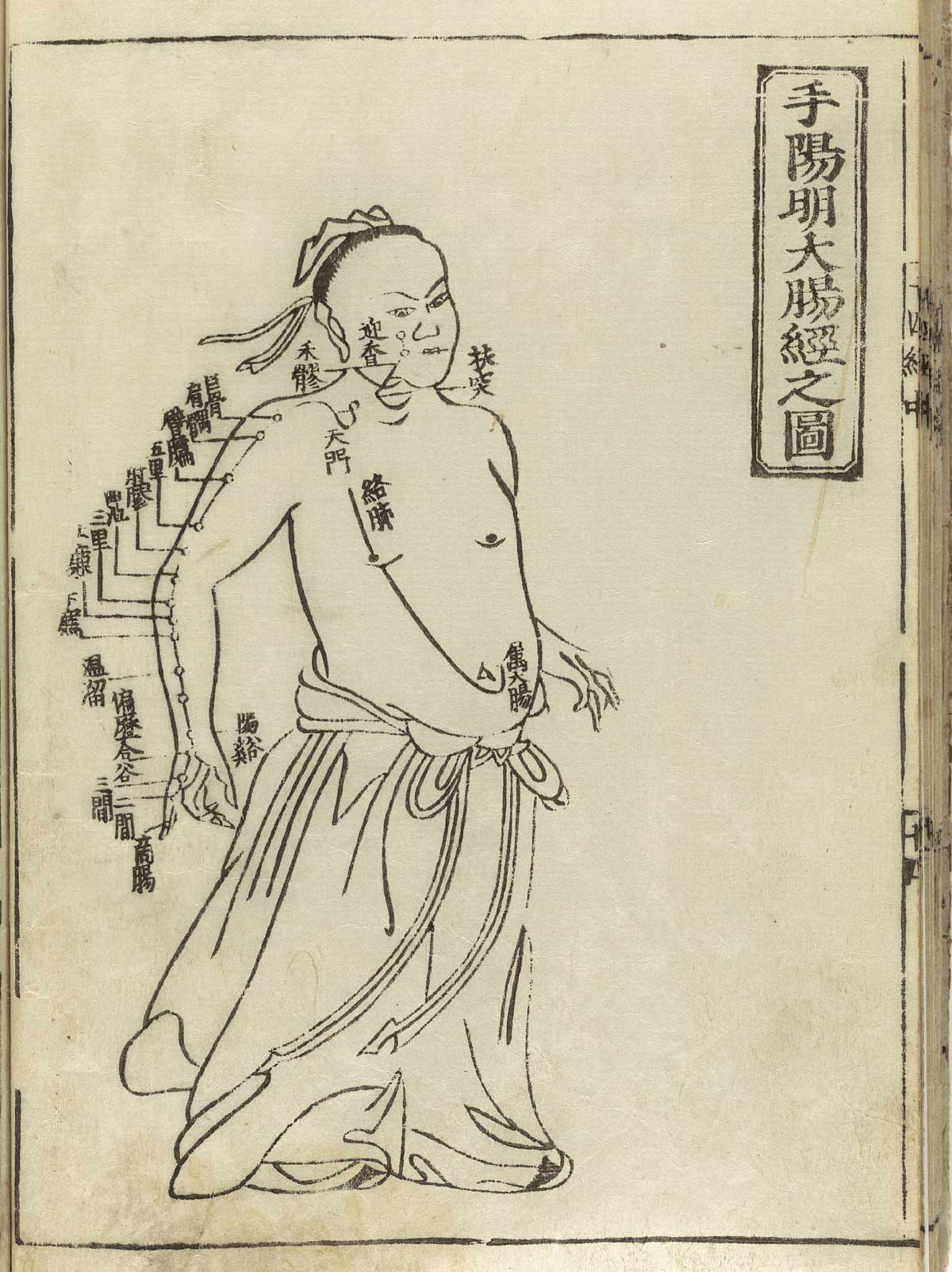 手阳明大肠经