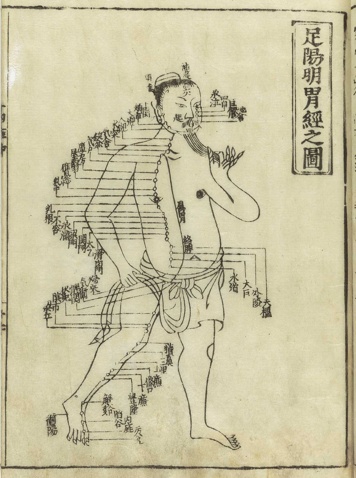 足阳明胃经