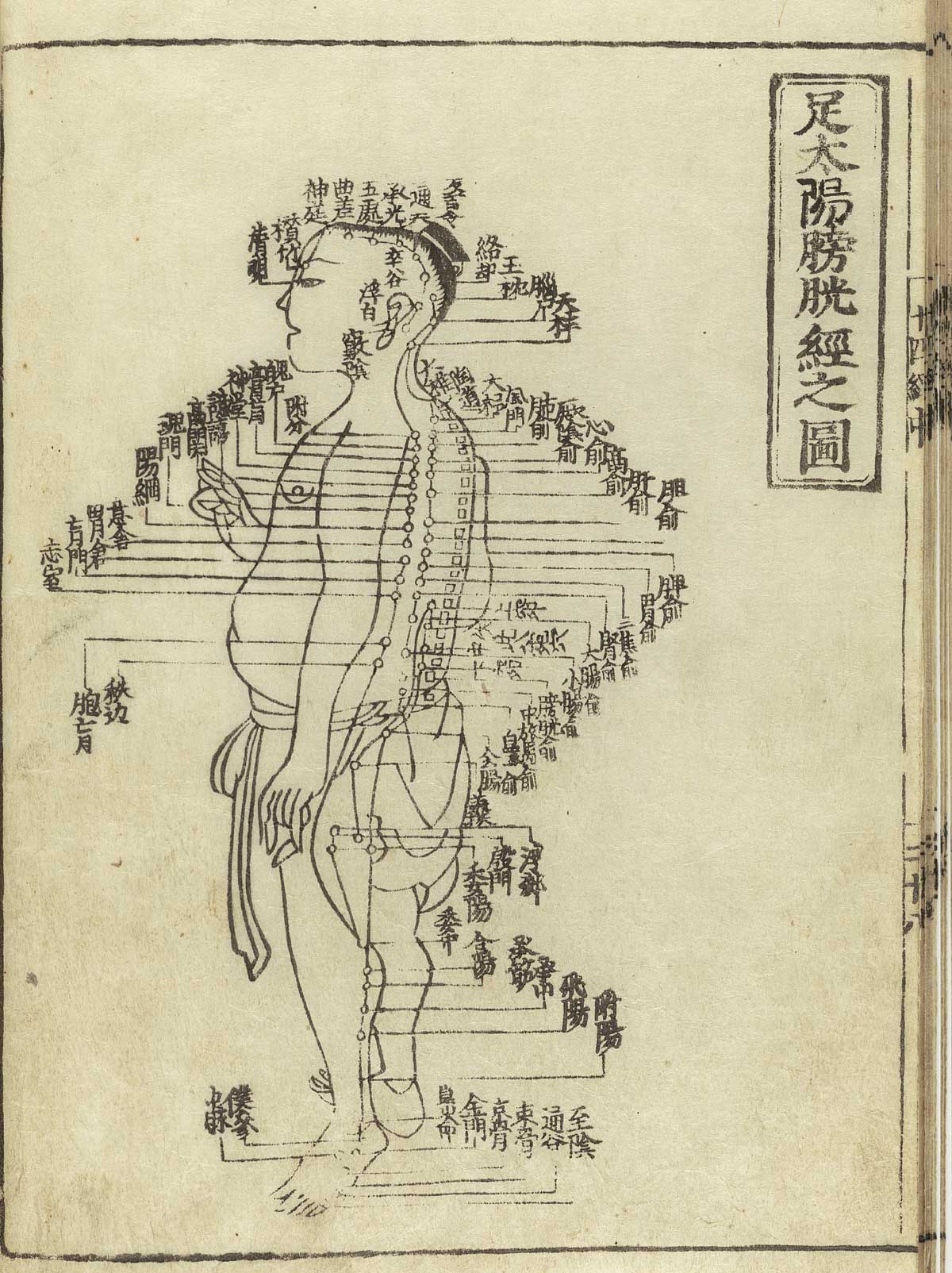足太阳膀胱经