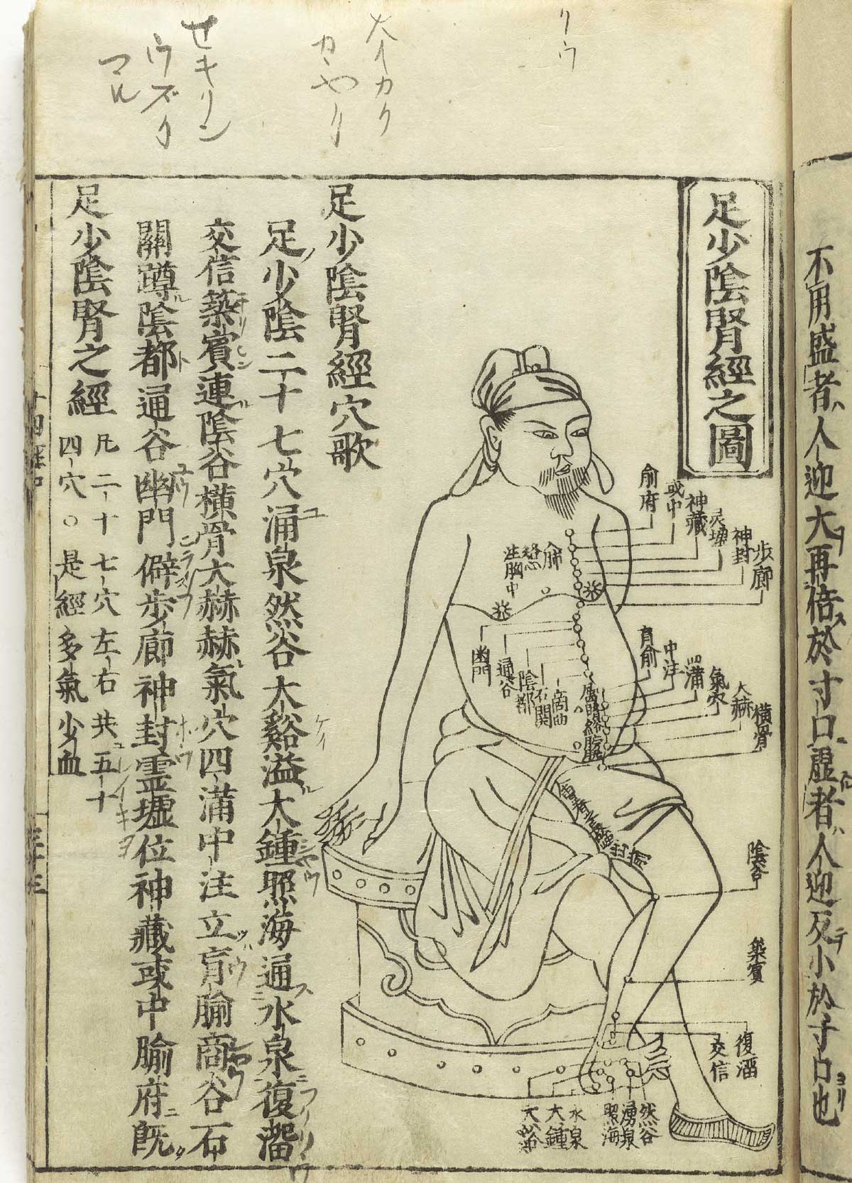 足少阴肾经