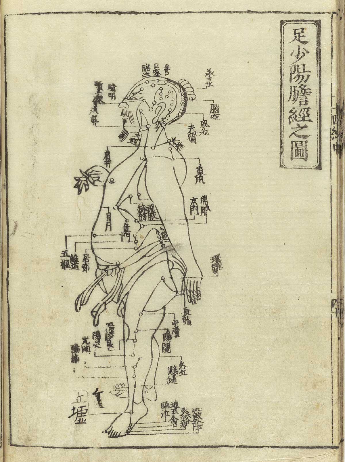 足少阳胆经 — 十四经发挥 滑寿 1716