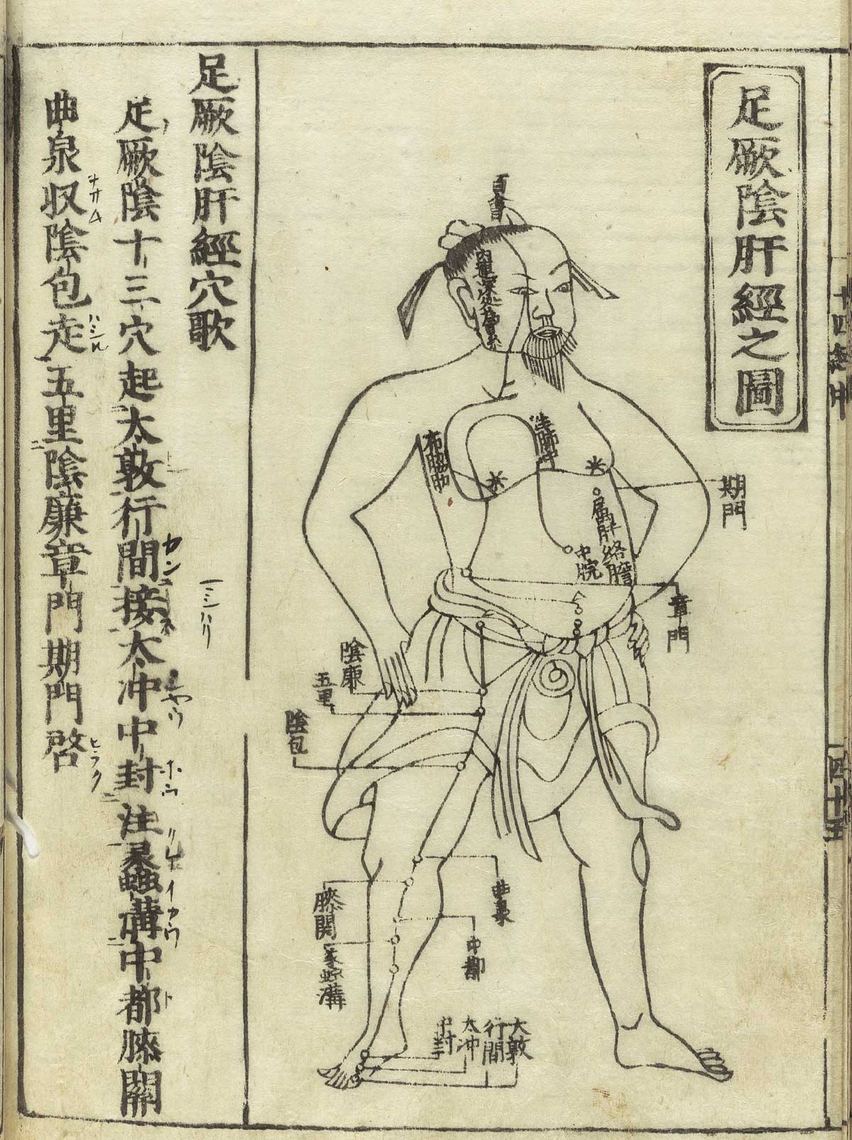 足厥阴肝经